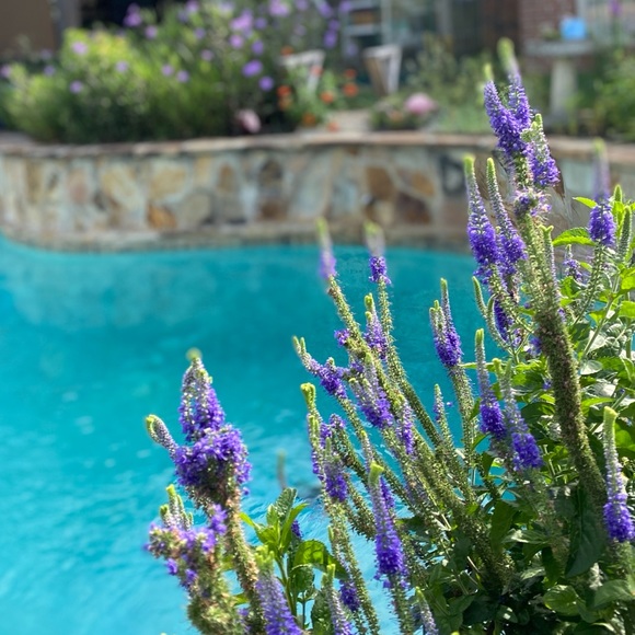 Meet your Posher, Gypsie - Picture 11 of 16